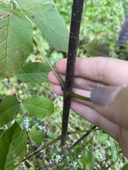Fraxinus americana