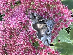 Autographa californica