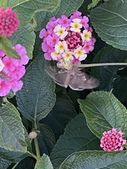 Anagrapha falcifera