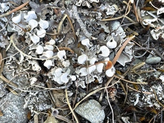 Peltigera rufescens