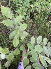Fraxinus americana