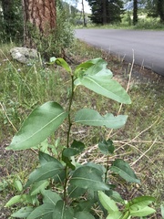 Populus angustifolia