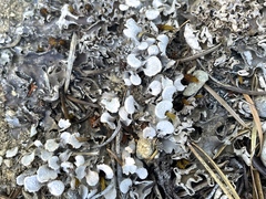 Peltigera rufescens