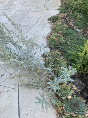 Artemisia ludoviciana