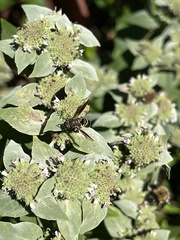 Euodynerus hidalgo boreoorientalis