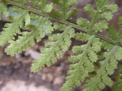 Woodsia plummerae