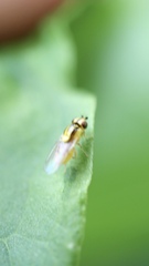 Thaumatomyia
