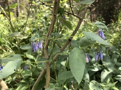 Mertensia