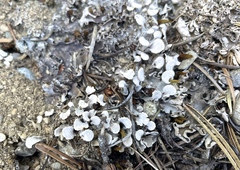 Peltigera rufescens