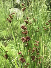 Juncus