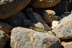 Liolaemus zapallarensis