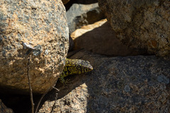 Liolaemus zapallarensis