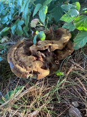 Phaeolus