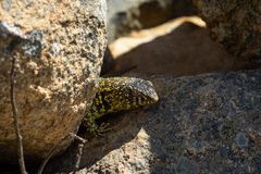 Liolaemus zapallarensis