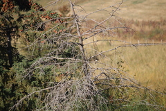 Zonotrichia leucophrys