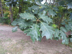 Quercus rubra