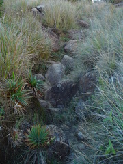 Paepalanthus itatiaiensis