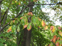 Aesculus flava