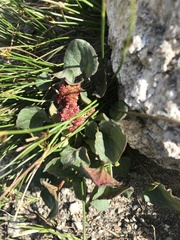 Oxyria digyna