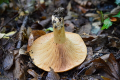 Lactarius evosmus
