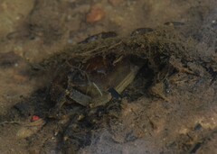 Parathelphusa maculata