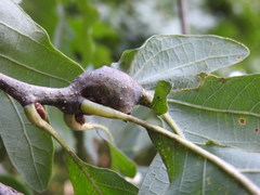 Neuroterus quercusbatatus