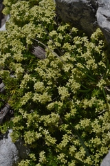 Galium margaritaceum