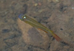 Aplocheilus lineatus