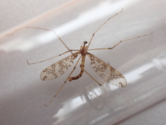 Mischoderus annuliferus