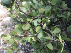 Betula glandulosa