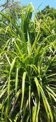 Pandanus