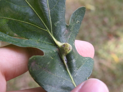 Andricus quercuspetiolicola