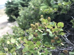 Betula glandulosa