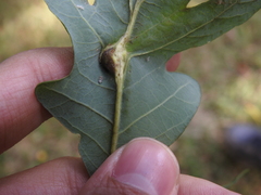 Andricus quercuspetiolicola