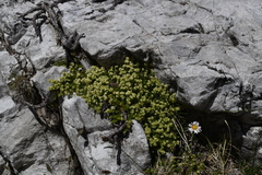 Galium margaritaceum