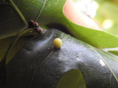 Acraspis pezomachoides