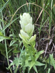 Castilleja septentrionalis