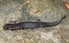 Plethodon montanus