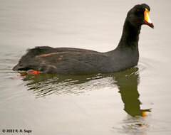 Fulica gigantea