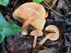 Lactarius subdulcis
