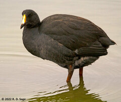 Fulica gigantea