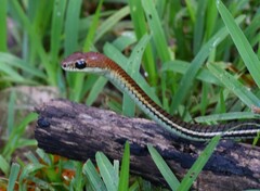 Dendrelaphis caudolineatus