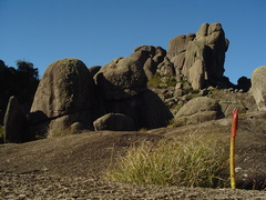 Hippeastrum morelianum