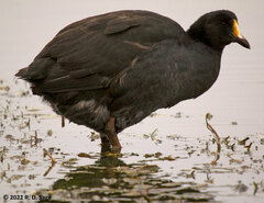 Fulica gigantea