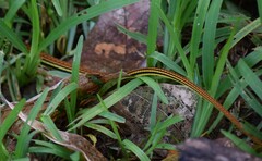 Dendrelaphis caudolineatus