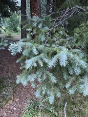 Picea pungens