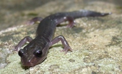 Plethodon montanus