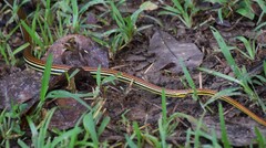 Dendrelaphis caudolineatus