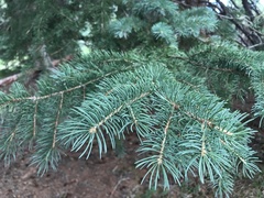 Picea pungens