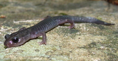 Plethodon montanus